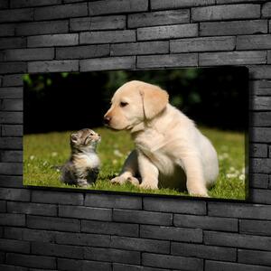 Vászonkép Kutya és macska a réten