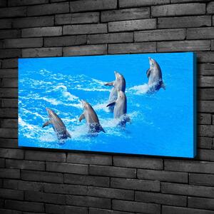 Vászonkép Delfinek