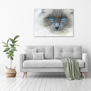 Vászonkép Cat kék szem