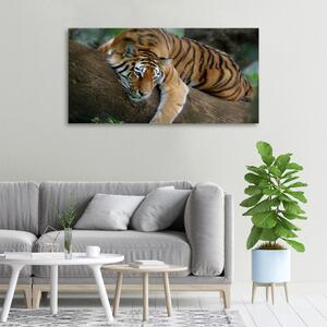 Vászonkép Tiger a fán