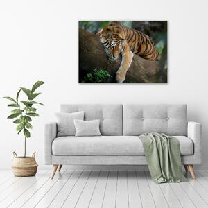 Vászonkép Tiger a fán