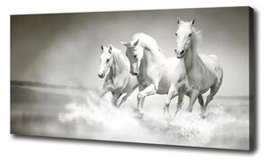Vászonkép Fehér lovak