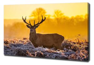 Vászonkép Deer napkelte