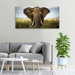 Vászonkép Elefánt a szavannán
