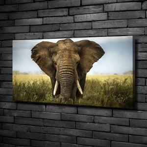 Vászonkép Elefánt a szavannán