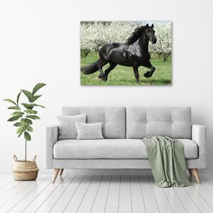 Vászonkép Fekete ló virágok