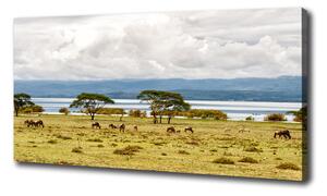 Vászon nyomtatás Lake naivasha