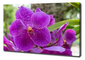 Egyedi vászonkép Orchidea