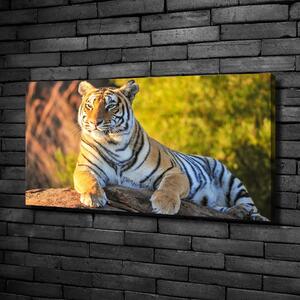 Vászonkép Portré egy tigris