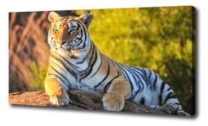 Vászonkép Portré egy tigris