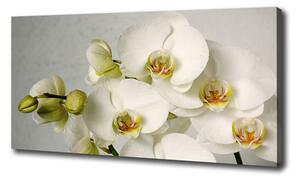 Egyedi vászonkép Fehér orchidea
