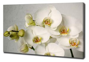 Egyedi vászonkép Fehér orchidea