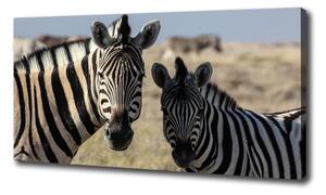 Vászonkép Két zebrák