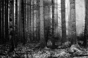 Fotótapéta az erdő titka fekete fehérben