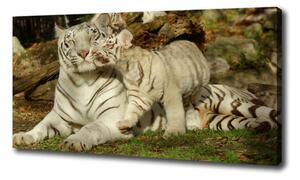 Vászonkép Tigers