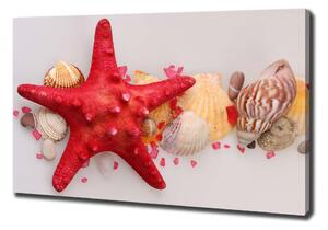 Vászonkép Starfish és kagylók