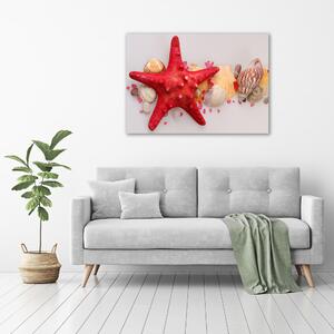 Vászonkép Starfish és kagylók