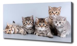 Vászonkép Öt macskák