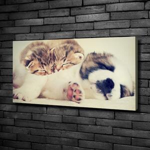 Vászonkép Két macska és egy kutya