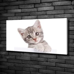 Vászonkép Szürke macska