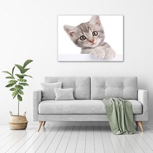 Vászonkép Szürke macska