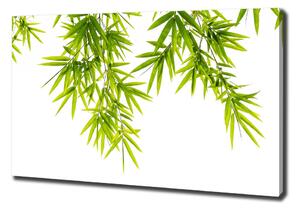 Egyedi vászonkép Bambusz levelek