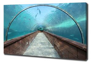 Vászonfotó Az alagút akvárium
