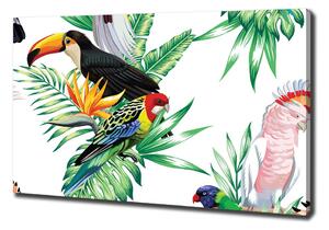 Vászonkép Trópusi madarak