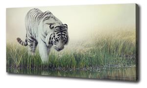 Vászonkép Fehér tigris