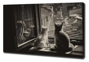 Vászonkép Macskák az ablakban