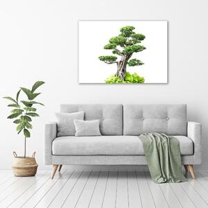 Egyedi vászonkép Bonsai fa