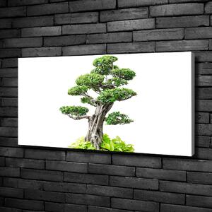 Egyedi vászonkép Bonsai fa