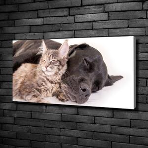 Vászonkép Macskák és kutyák