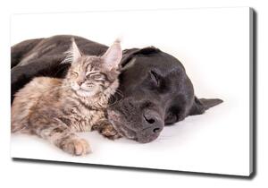 Vászonkép Macskák és kutyák