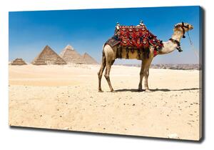 Vászonkép Camel kairóban