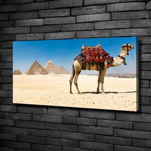 Vászonkép Camel kairóban