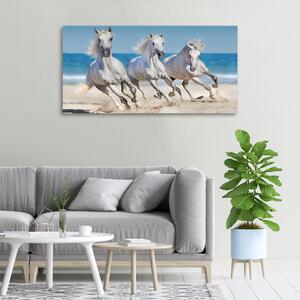 Vászonkép White horse beach