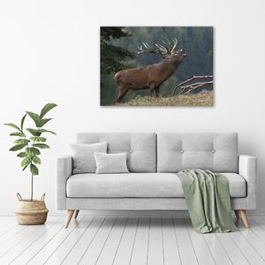 Vászonkép Deer a hegyen