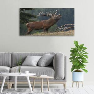 Vászonkép Deer a hegyen