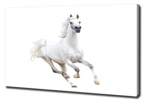 Vászonkép Fehér arab ló