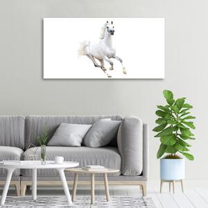 Vászonkép Fehér arab ló