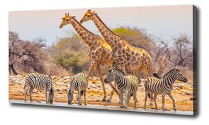 Vászonkép Zsiráfok és zebrák