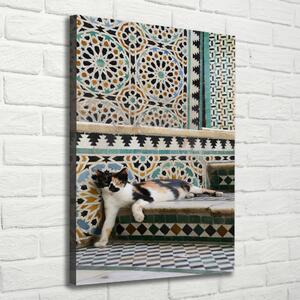Vászonkép Cat marokkóban
