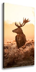 Vászonkép Deer napkelte