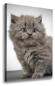 Vászonkép Gray brit macska