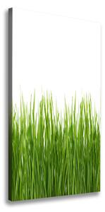 Egyedi vászonkép Zöld fű