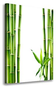 Egyedi vászonkép Bambusz