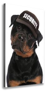 Vászonkép Rottweiler egy sapka