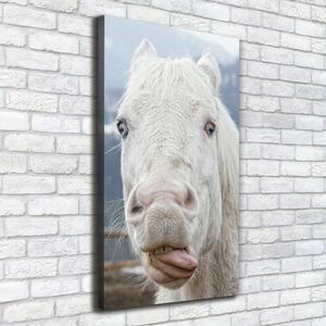 Vászonkép Őrült fehér ló