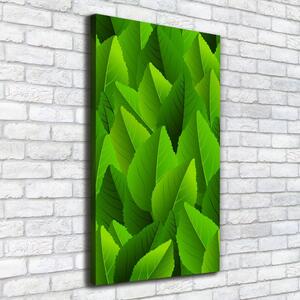 Fali vászonkép Zöld levelek